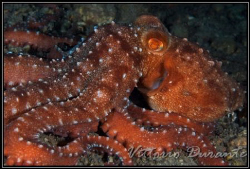 Octopus Macropus - Nikon d50 - Nikkor 60 mm Micro by Vittorio Durante 